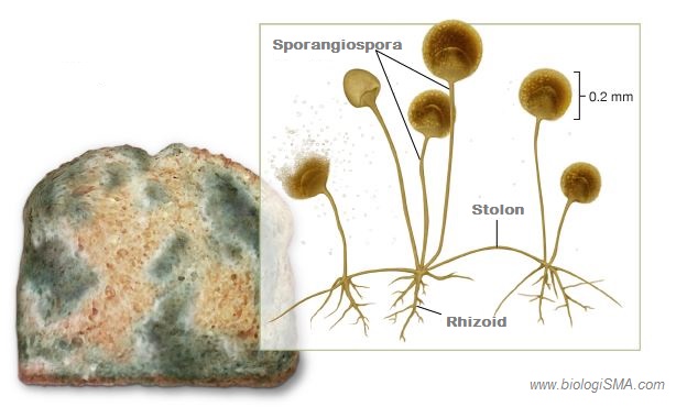 Dunia Biologi Jamur Zygomycota Struktur Tubuh Reproduksi Dan Contohnya