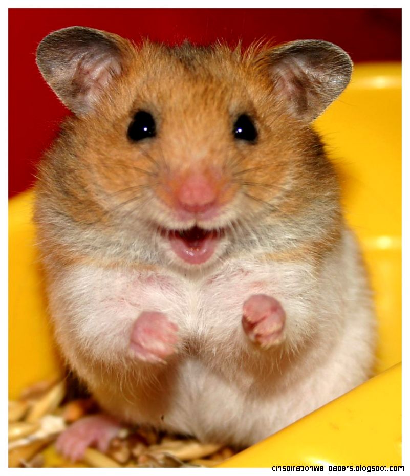 Good Things Come in Small Packages Hamsters  Andrew39s Blog