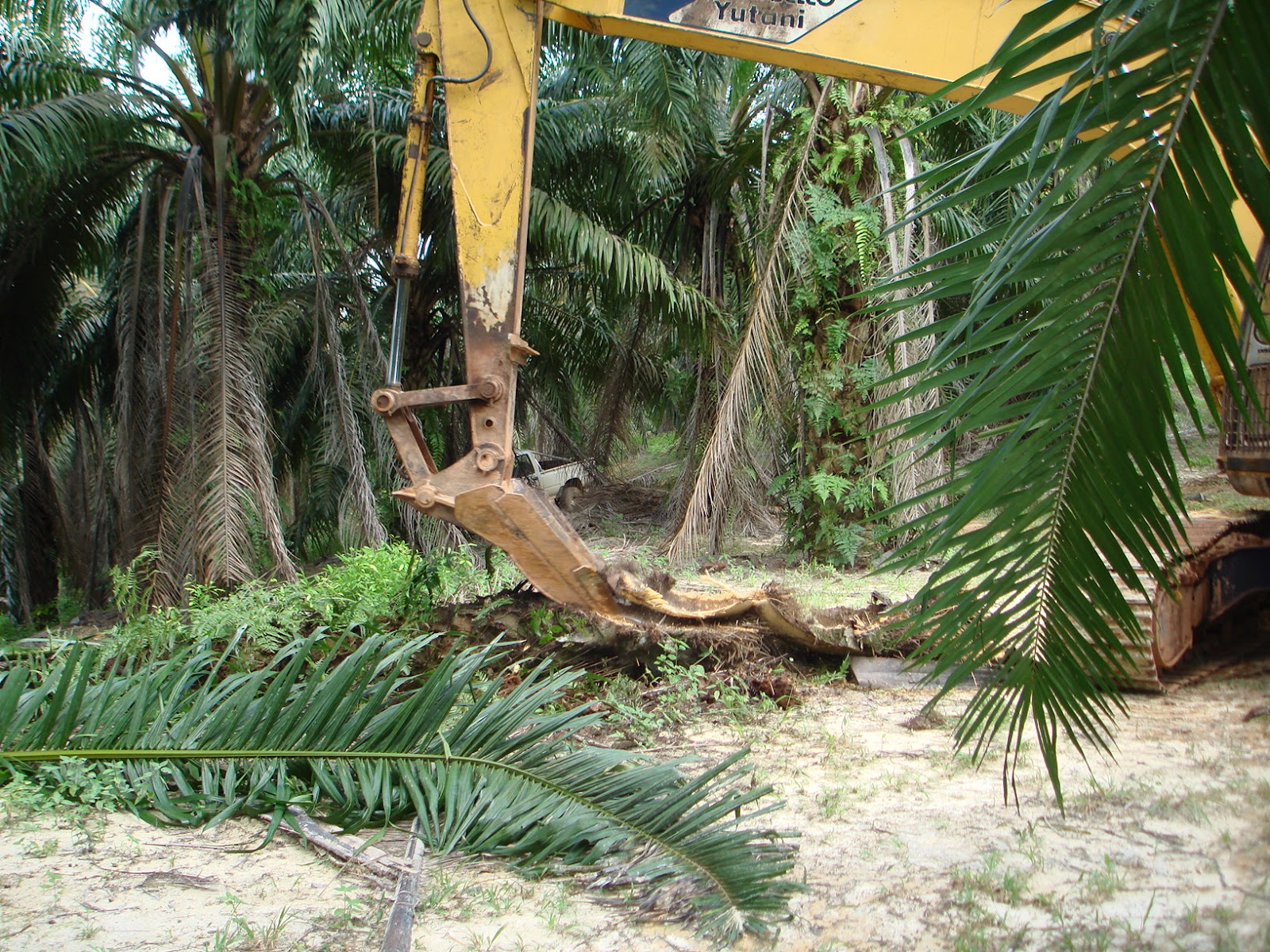 Everything Is Originals Just From Me LAND PREPARATION FOR OIL PALM