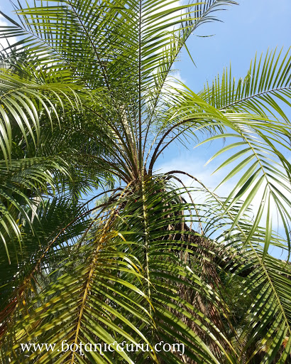 Phoenix roebelenii, Pygmy Date Palm, Dwarf Date Palm tree