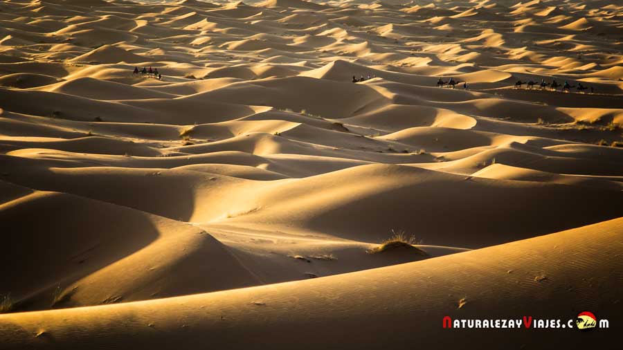 Aventura en el desierto de Merzouga (dunas Erg Chebbi), Marruecos) Naturaleza y Viajes Aventura en el desierto de Merzouga (dunas Erg Chebbi), Marruecos) Naturaleza y Viajes