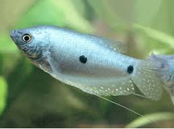 Ikan Hias  Lace Gourami titik hitam dua