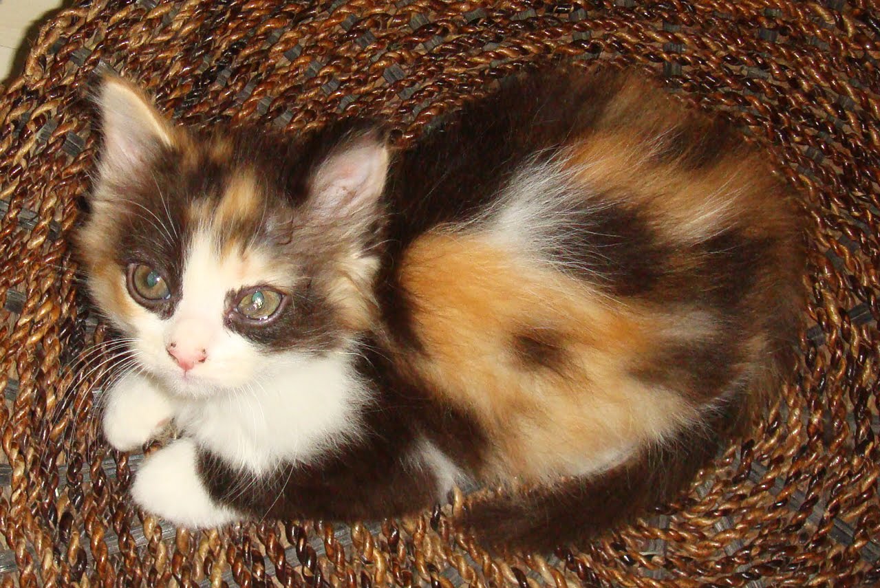 Persian Cat for Sale Philippines (manila) Sold as of April 16, 2011