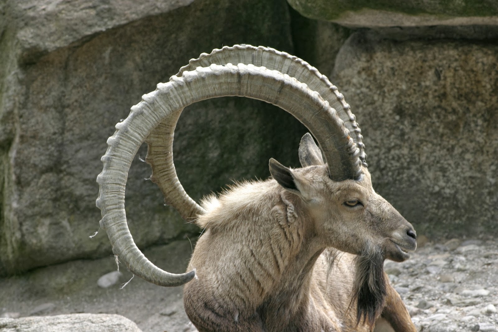 Ram's Horn Sheep and mountain goats, and some adorablosity