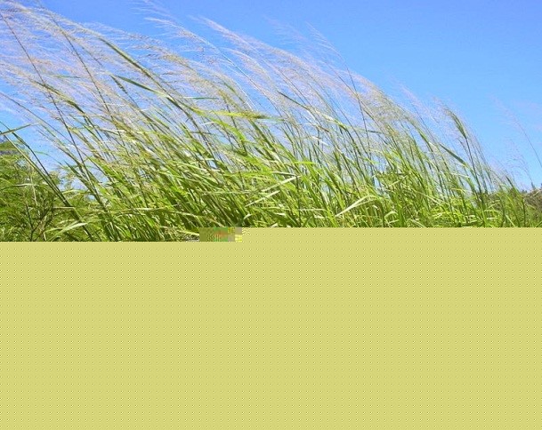 Makalah: Rumput Benggala (Panicum maximum) | Pet014