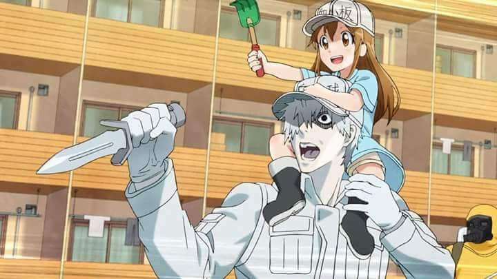 Get Hataraku Saibou Sub Indo Animeisest Free HD Wallpaper Hataraku Saibou Sub Indo Animeisest For Free