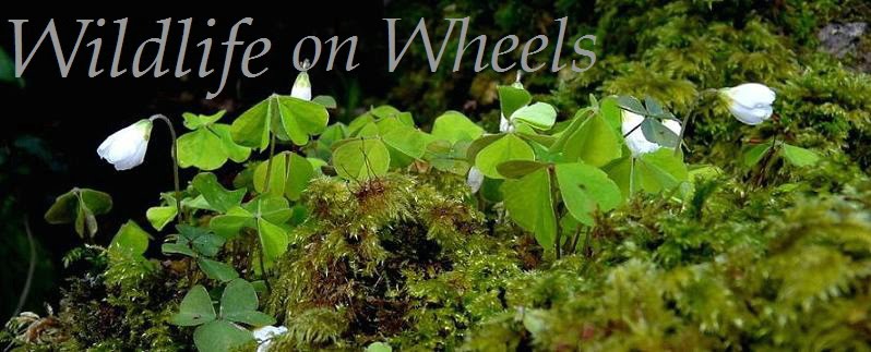 Wildlife on Wheels