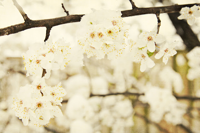 galia alena photography, spring snow on blossoms, Queenstown