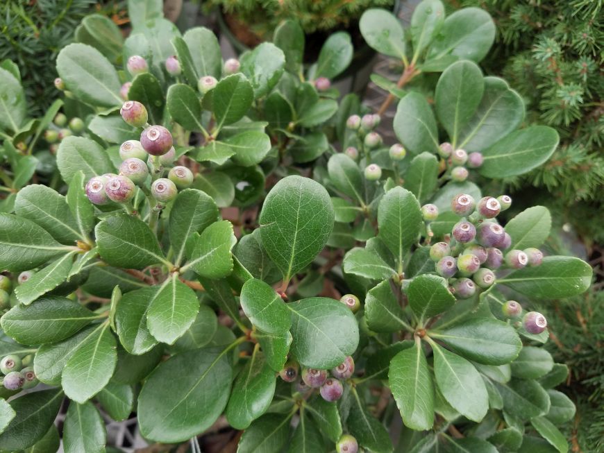 Future Plants By Randy Stewart Escallonia