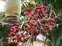 TO GROW PALM TREES FROM SEED |The Garden of Eaden