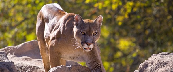 Demonio entrar retroceder FAUNA DE VENEZUELA: Puma del Norte de América del Sur (Puma concolor  concolor)