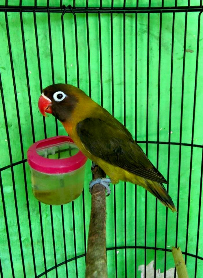 Cara Mencetak Lovebird Olive Dengan Mudah Peternakan Dan Perkebunan