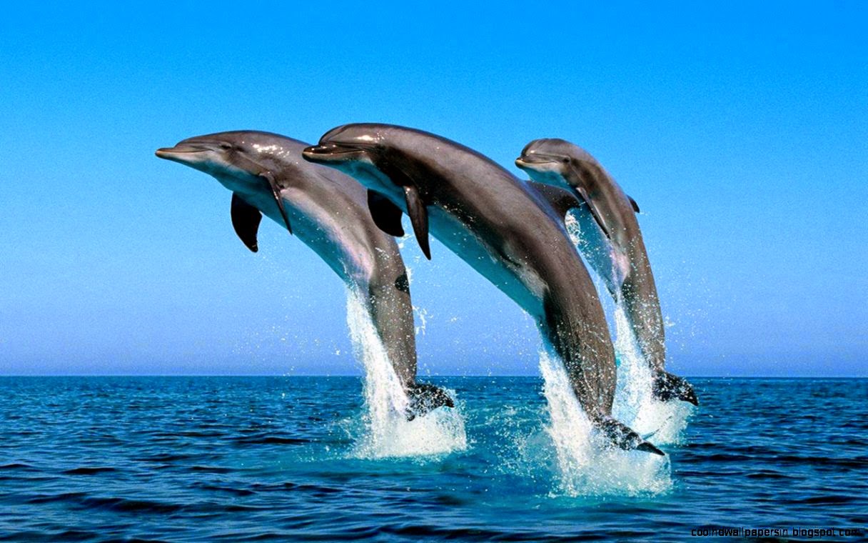 live wallpaper download pc live wallpaper download pc