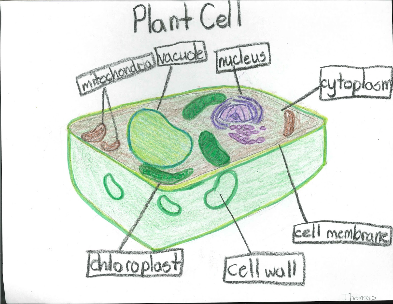 Plant Cell Diagram Labeled 6th Grade Simple Functions