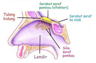 Bagian-bagian hidung