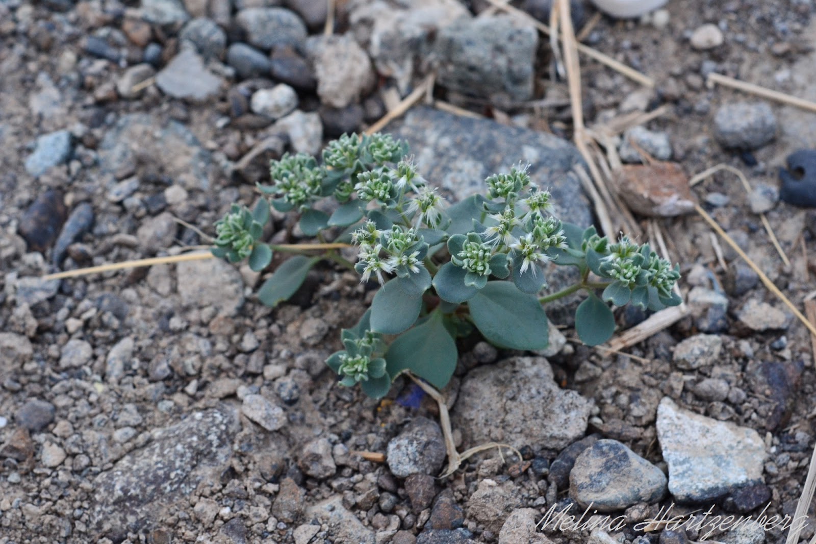 livingplantworld What is the Oman plants name?