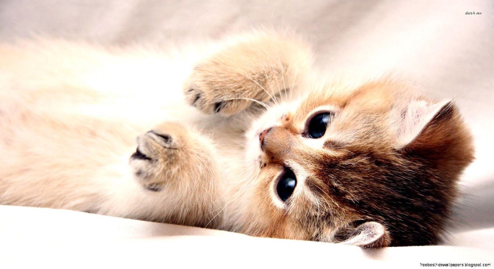 Kitten Computer Desktop Wallpaper