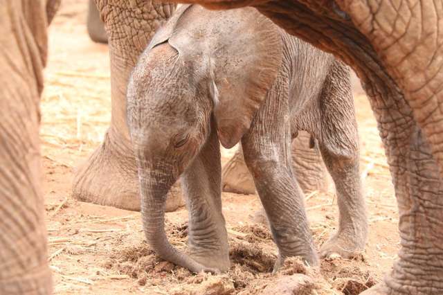 Wild Elephant Brought Her Baby Calf To Meet The People Who Rescued Her