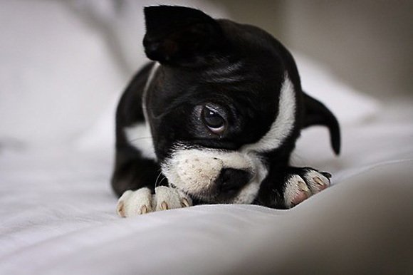 Boston Terrier Puppies Pictures Cute Puppy Images Pictures