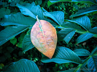 Fallen Jackfruit leaf On Fresh Green Amorphophallus Paeoniifolius Leaves In The Agricultural Area