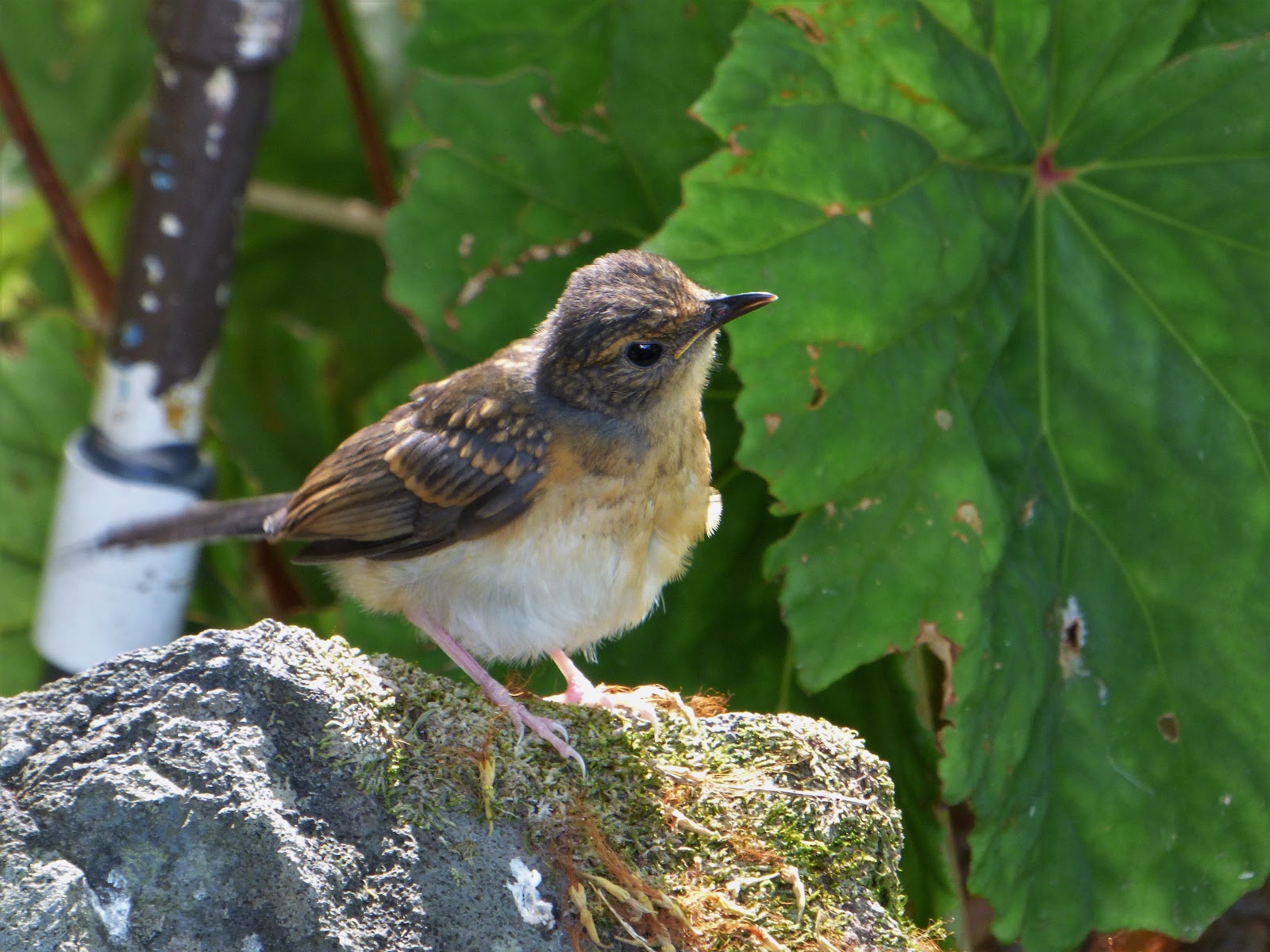 Geotripper's California Birds: Juvenile Shama Thrush in Waimea Valley