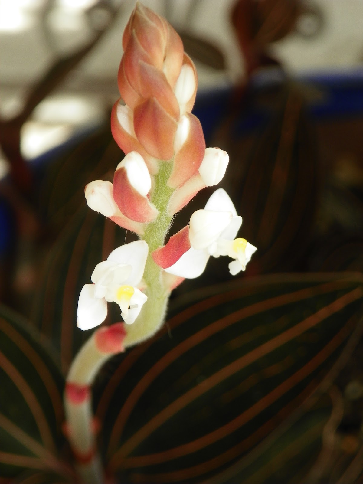 Houseplant SOS What is a Jewel Orchid?