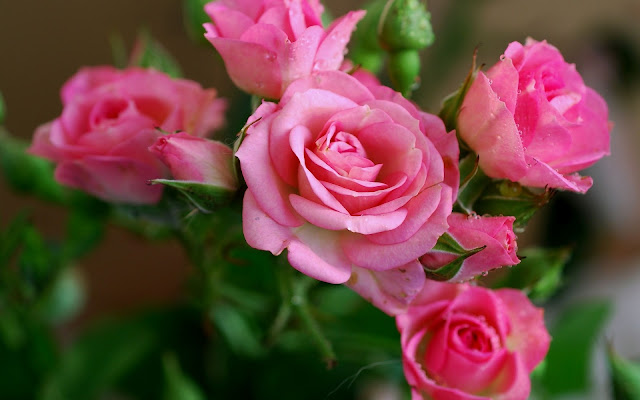 Flores Rosas Rosadas