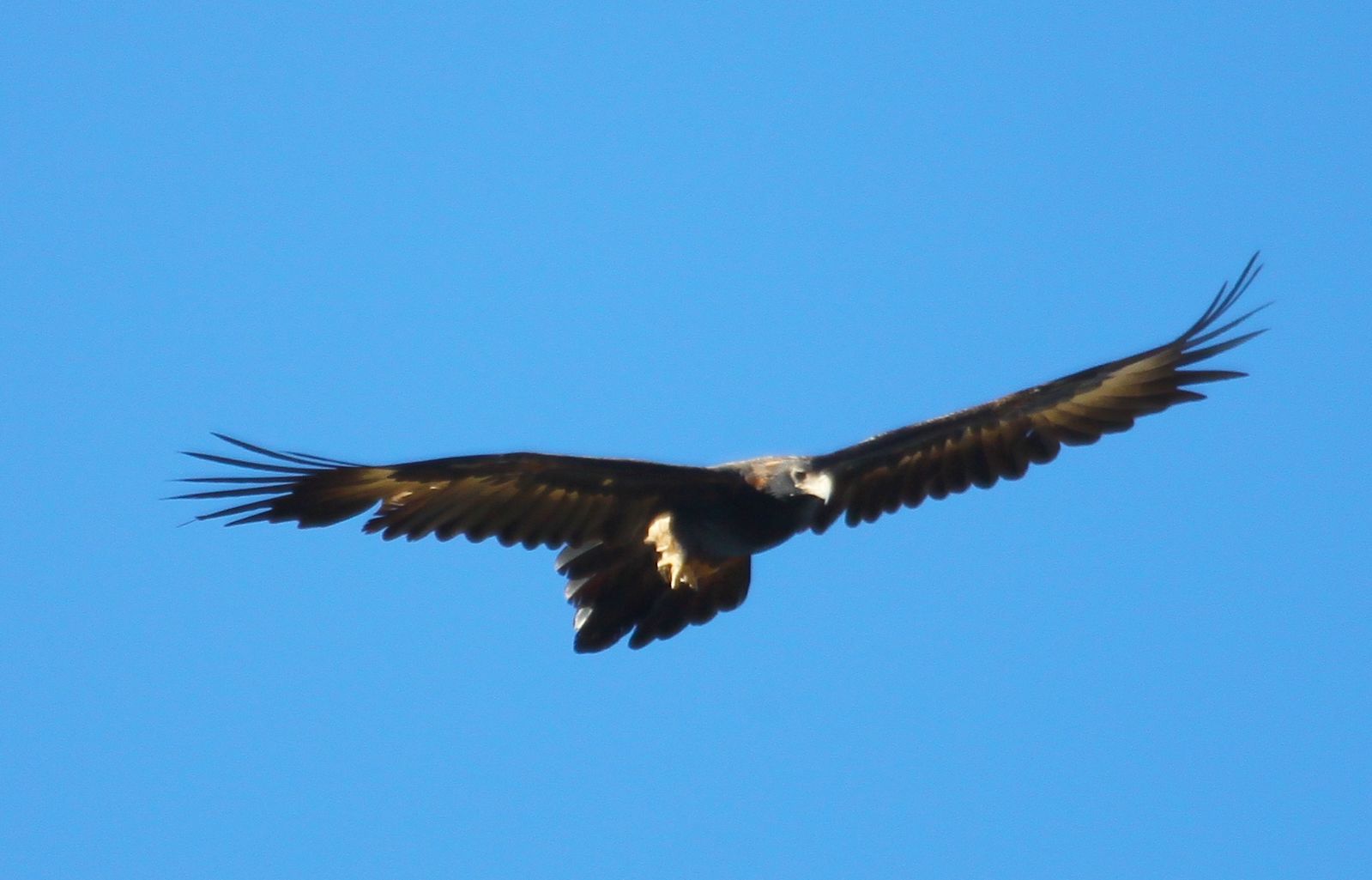Richard Waring's Birds of Australia: Wedge-tailed Eagles in flight
