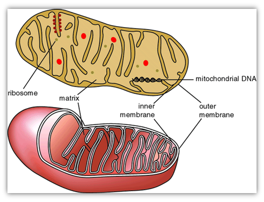 Пересадка митохондрий. Матрикс митохондрий. У бактерий есть митохондрии. Митохондрии стресс. Митохондрии у прокариот.