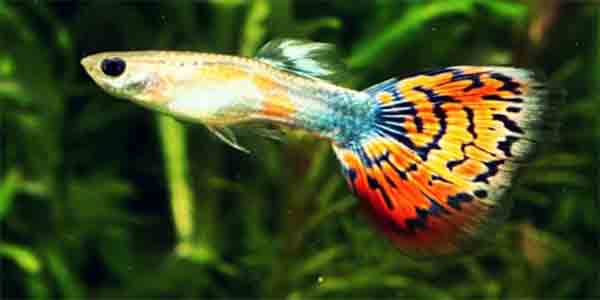 ikan hias air tawar