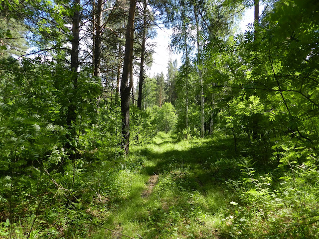 Лесная дорога под Кыштымом