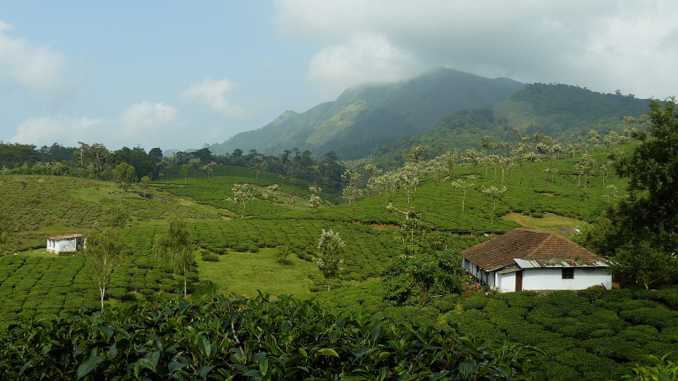 kerala plantation de thé inde du sud