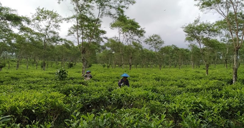 Kebun Teh Wonosari Lawang, Wisata Agro Perkebunan Teh ...