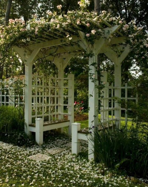 Rose Trellis with Benches Content in a Cottage