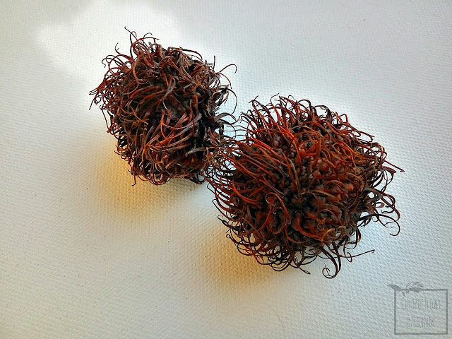 Jagodzian rambutan (Nephelium lappaceum) - owoce, włochate, podobne do liczi, różowe.