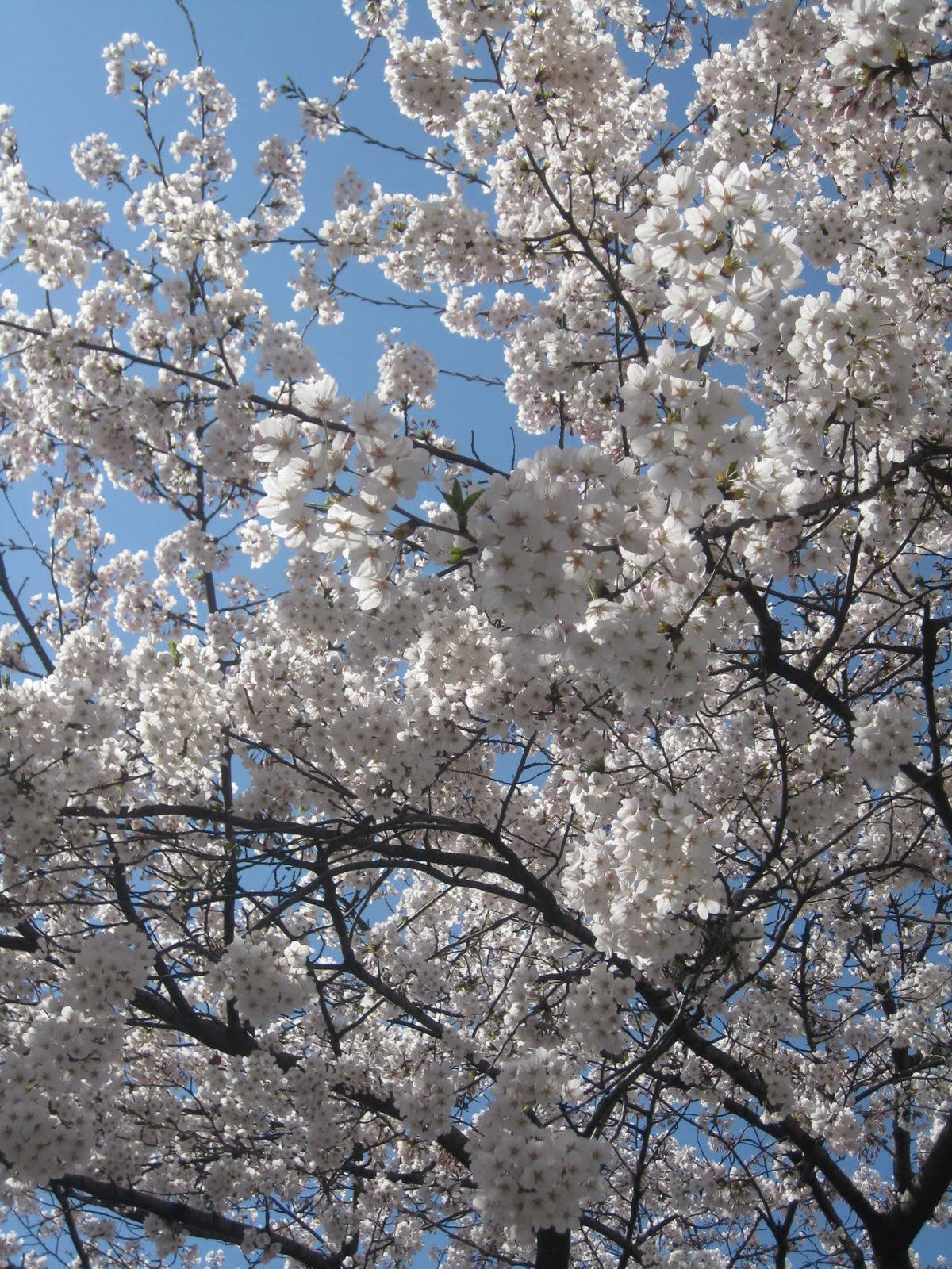 do re mi fa SEOUL Yeouido Cherry Blossom Festival