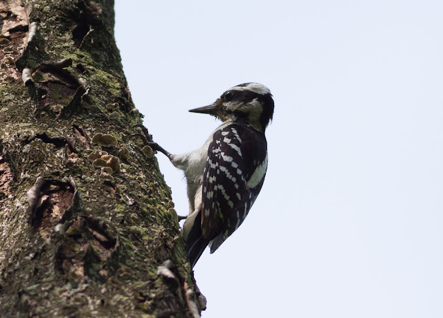 Hairy Woodpecker - Inwood Hill Park, New York