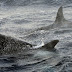 While This Orca Mother Was Grieving, Other Female Orcas Surrounded Her In A Touching Circle Of Solidarity