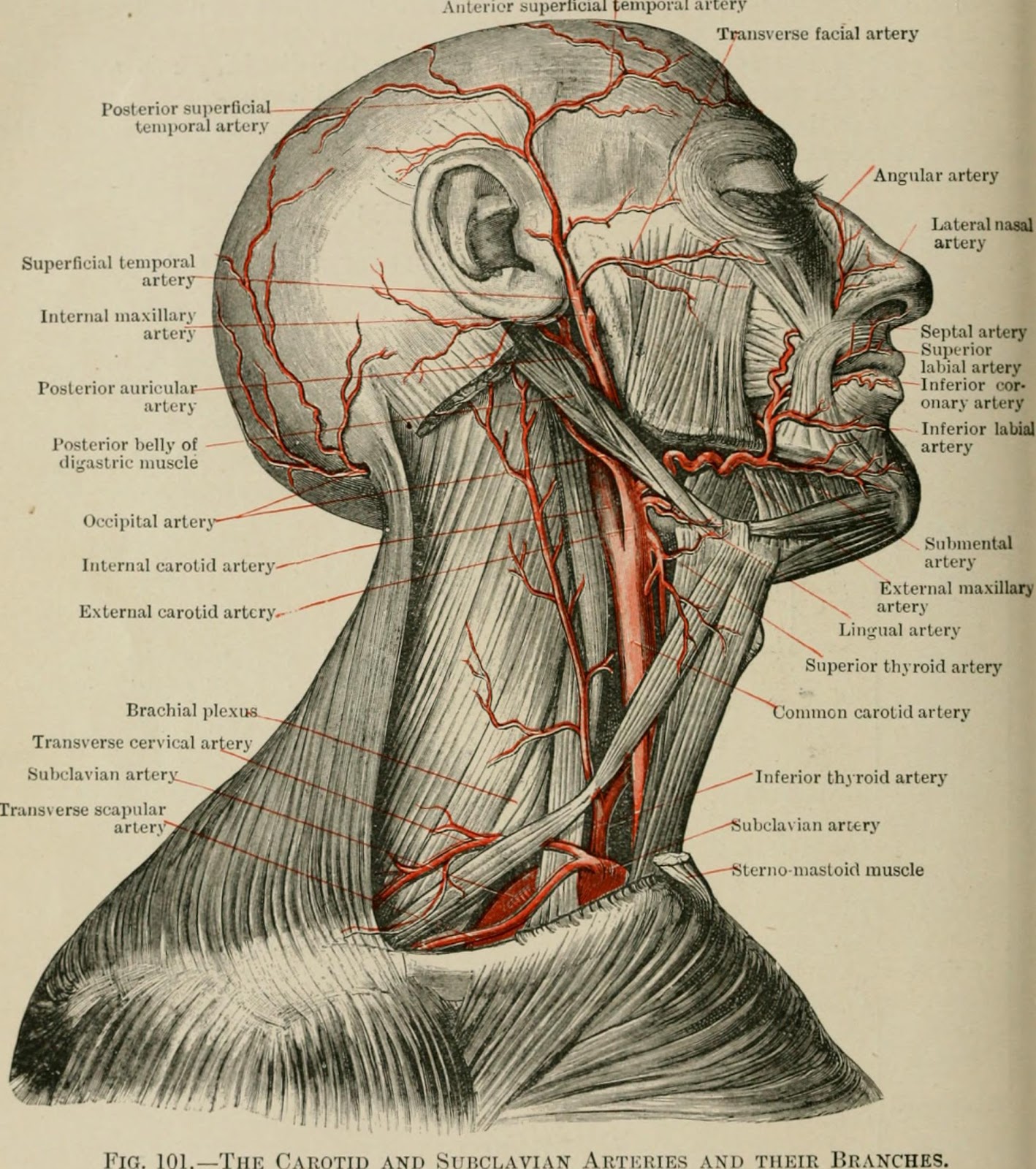 Major Arteries In Neck Anatomy Of The Neck Arteries Springerlink It