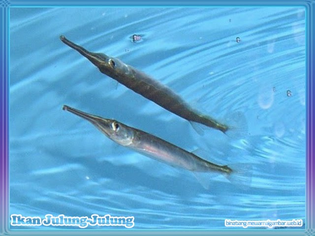 gambar ikan julung-julung