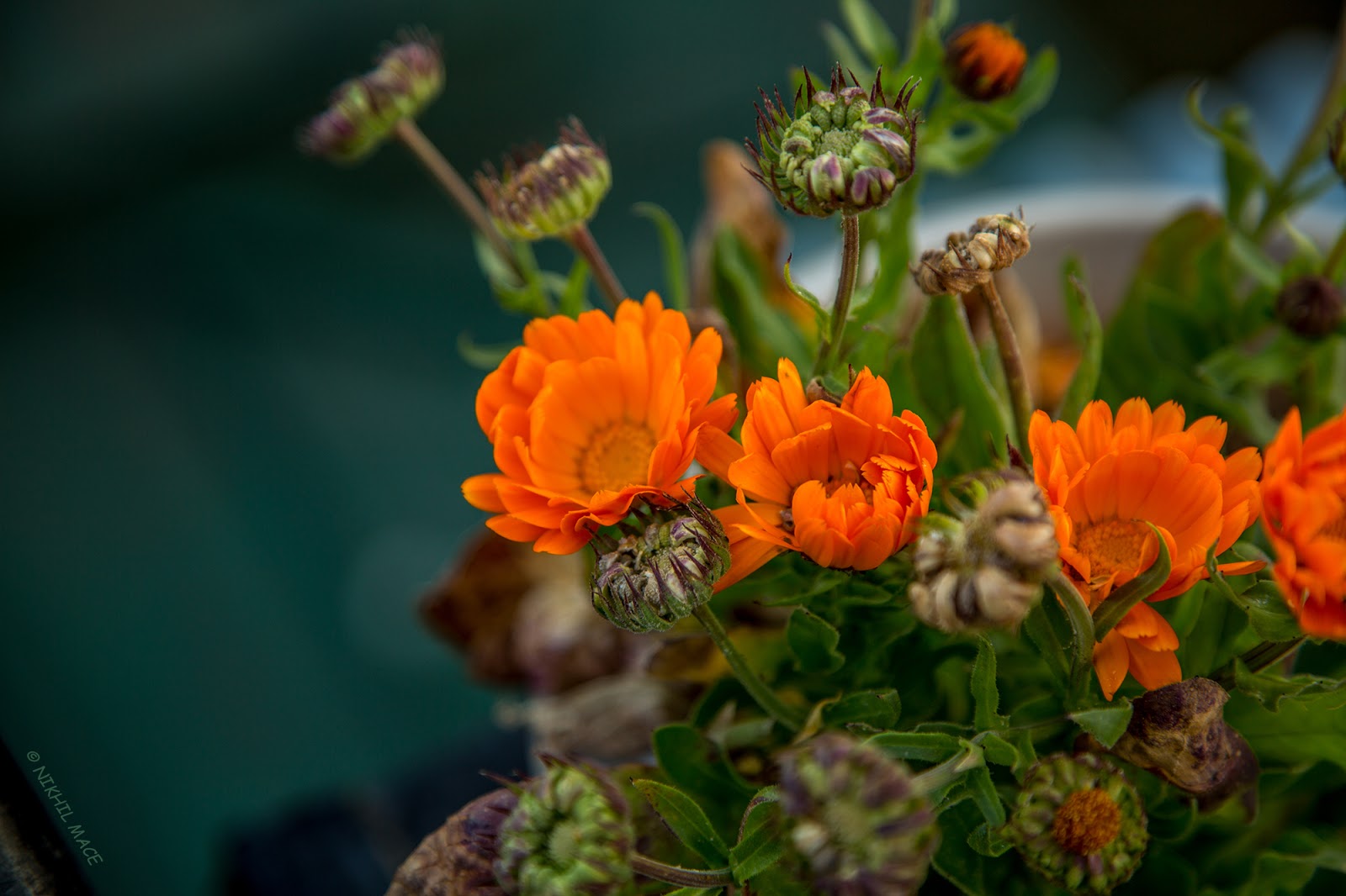 Nikhil Mace Flower Is A Soul Blossoming In Nature Photo by Nikhil