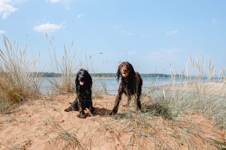 Dog Friendly Guide to Northumberland