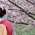 8 điểm ngắm hoa anh đào đẹp nhất Nhật Bản