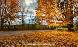A fully golden yellow giant maple tree, viewed from the edge of the driveway ten days after the "before" photo.. This is an after photo of the fall foliage change. by chris gardiner photography www.cgardiner.ca