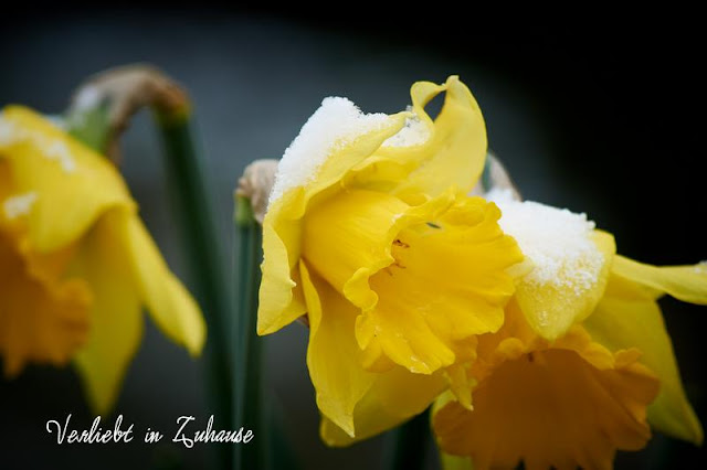 Fotografiert im Winter: Gelb blühende Narzissen mit Schnee