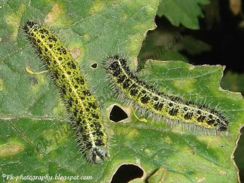 Large Cabbage White Butterfly Life Cycle Nature, Cultural, and Travel