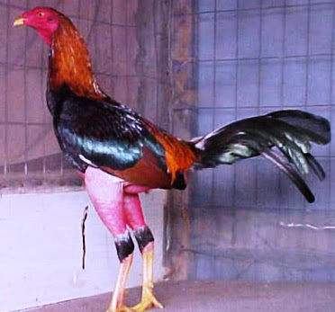 gallo argentino