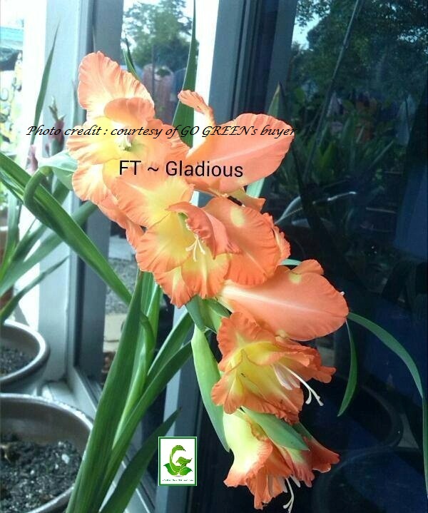 Seeds For Sale Online GLADIOLUS bulbs for sale