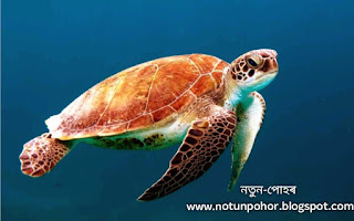 সকলোতকৈ বেছি বছৰ জীয়াই থকা প্ৰাণী কোনটো