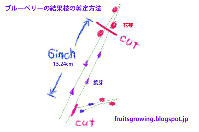 ブルーベリーの結果枝の剪定方法